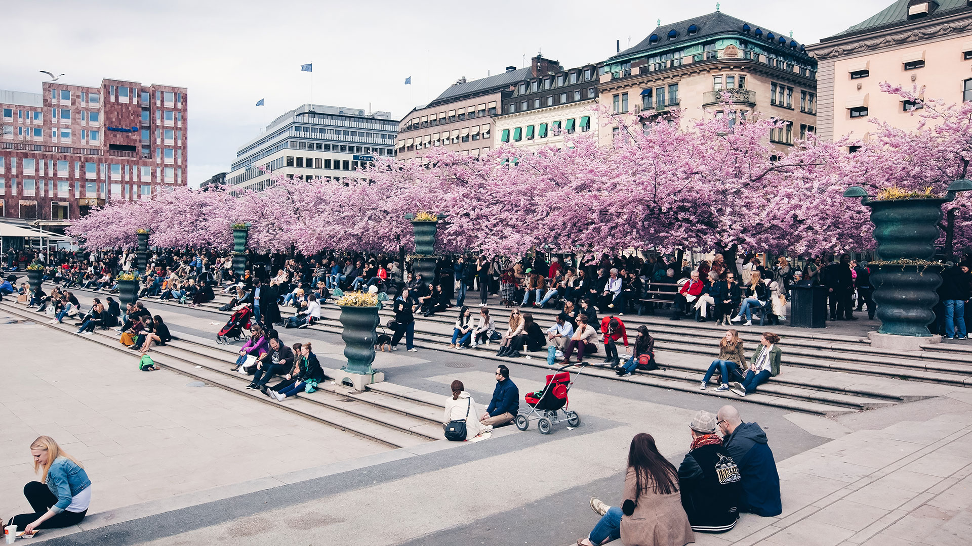 Sakura-Kirschblütenfest: Die schönsten Kirschblüten Europas