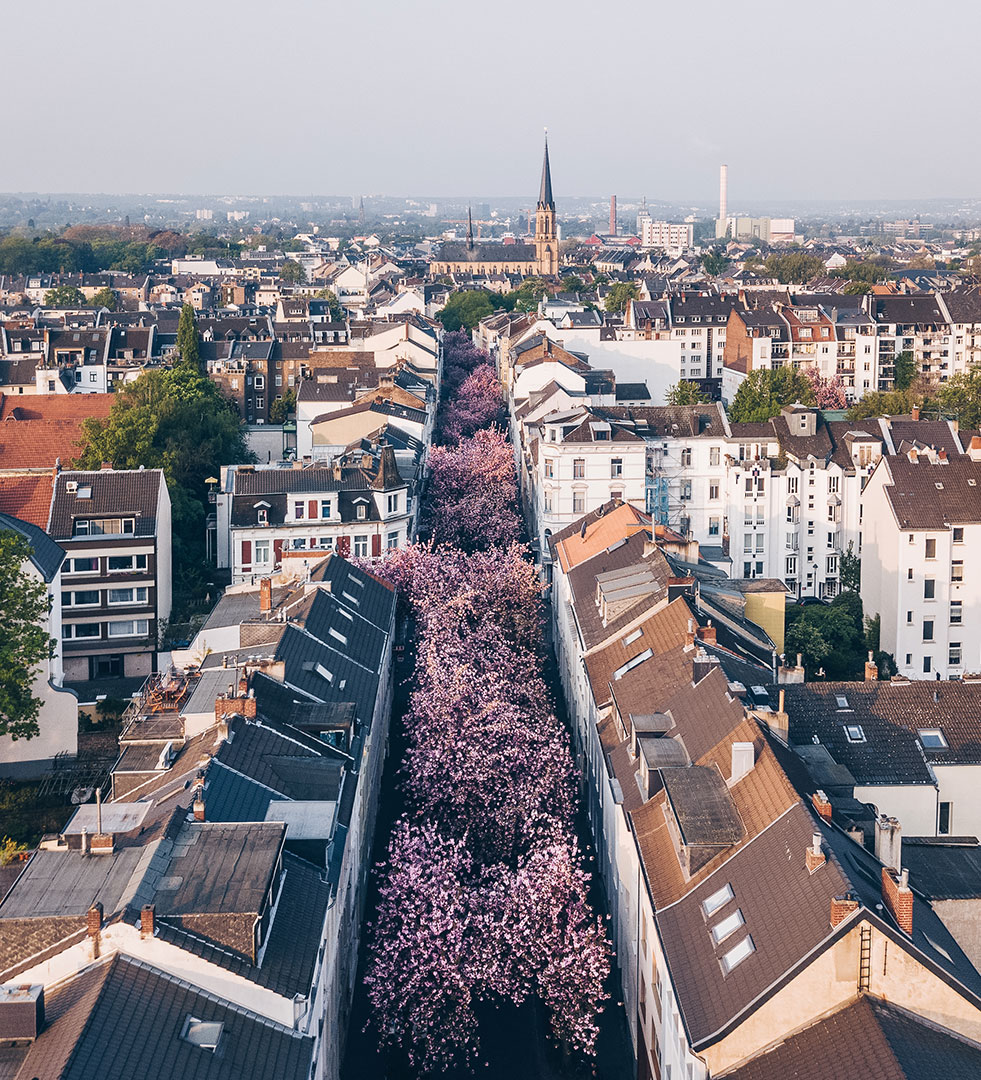 Sakura-Kirschblütenfest: Die schönsten Kirschblüten Europas