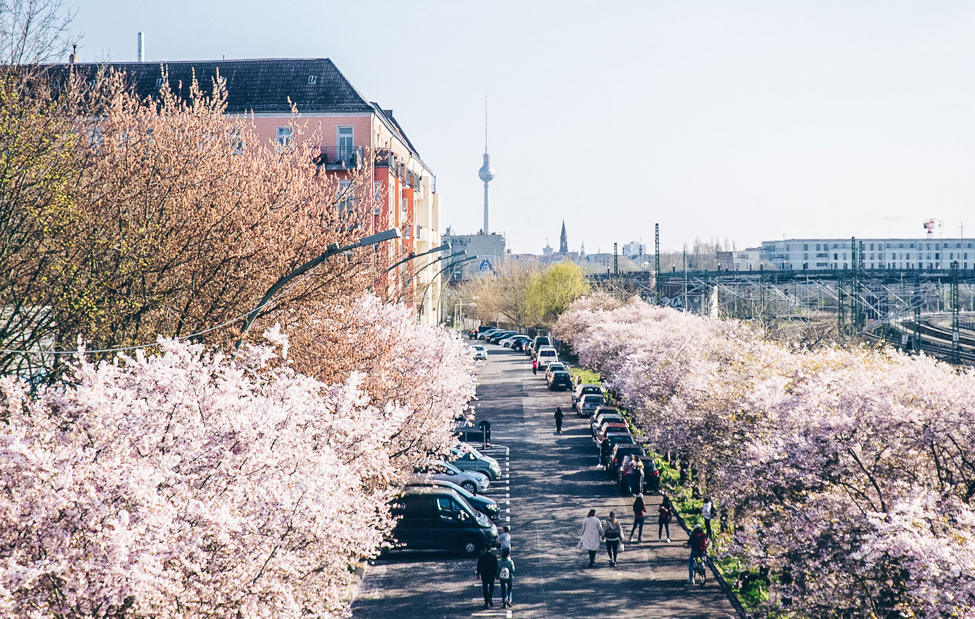 Sakura-Kirschblütenfest: Die schönsten Kirschblüten Europas