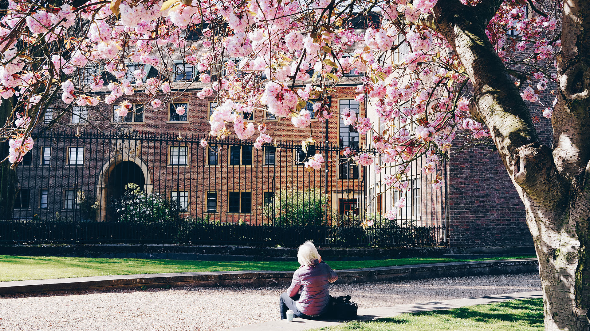 Sakura-Kirschblütenfest: Die schönsten Kirschblüten Europas