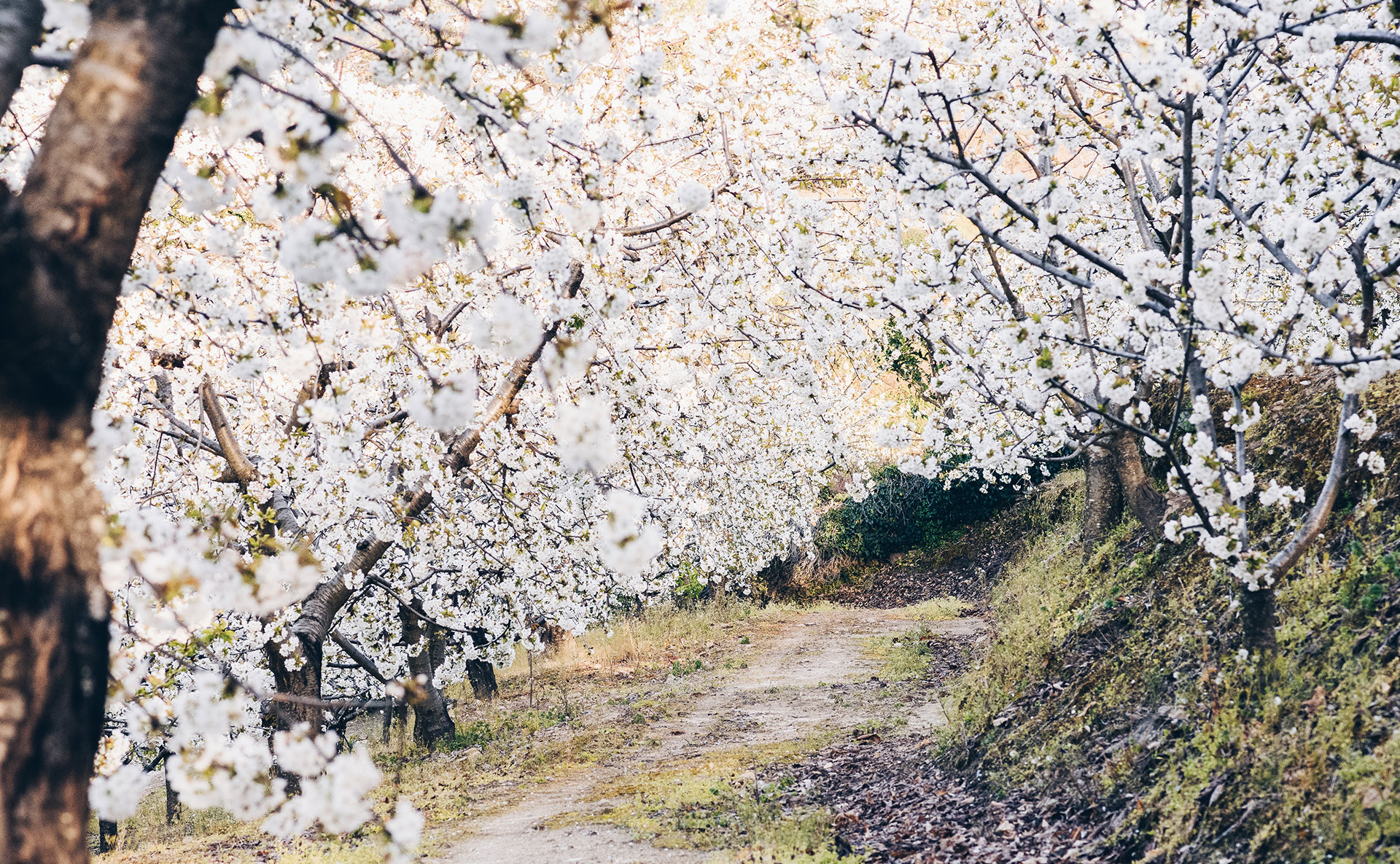 Sakura-Kirschblütenfest: Die schönsten Kirschblüten Europas