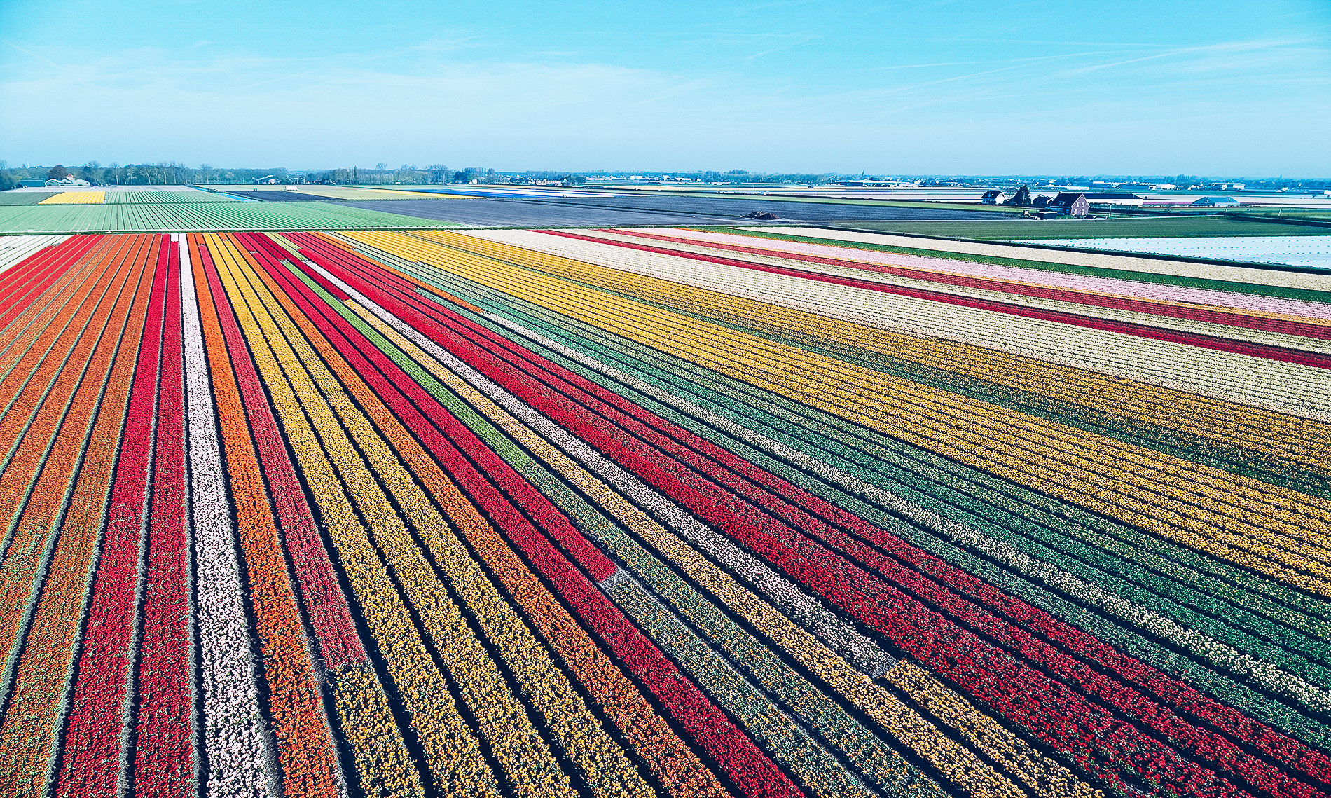 In voller (Tulpen)Bl&uuml;te: Das niederl&auml;ndische Tulpenfestival