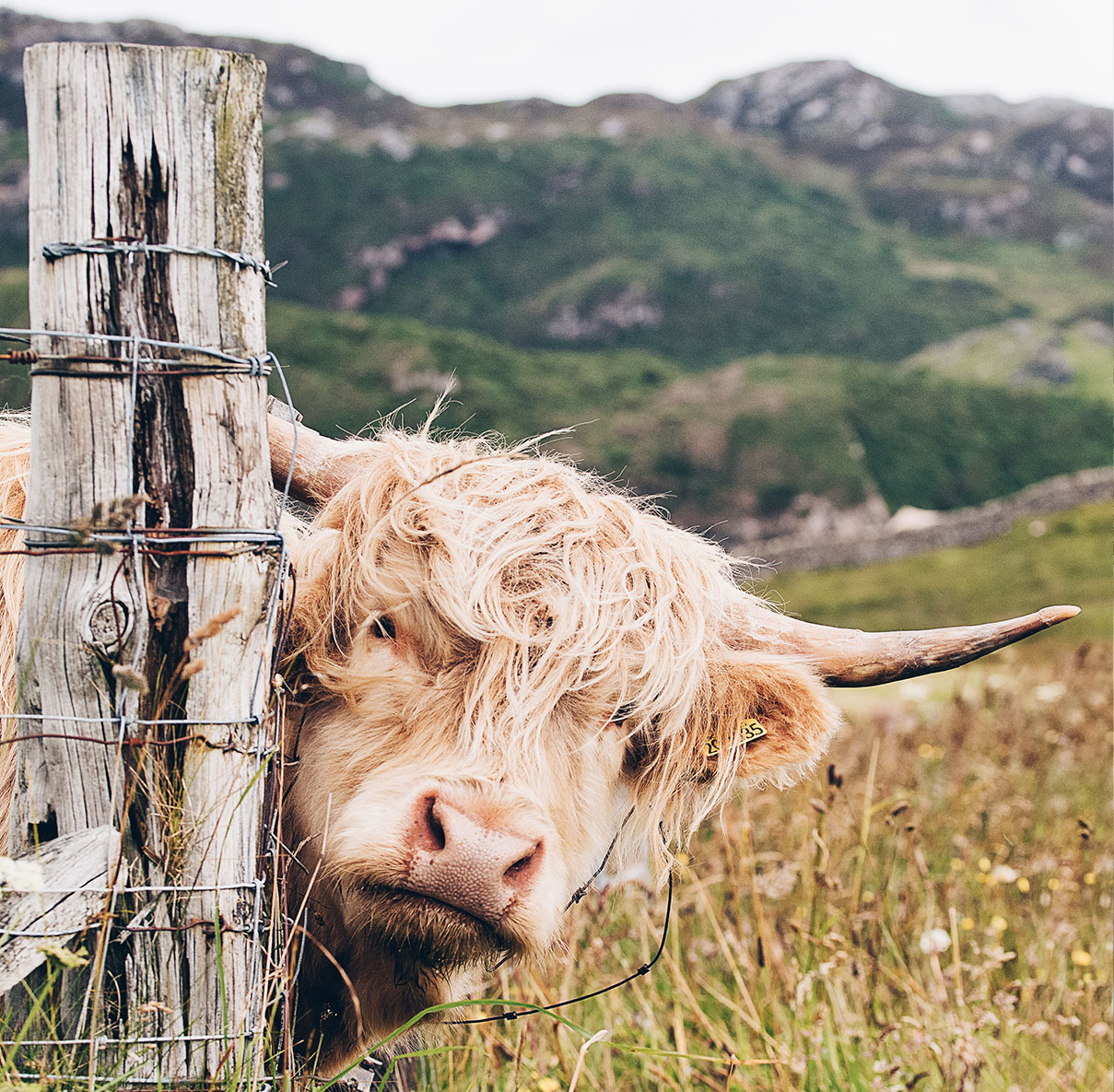 Viaggiare in Scozia in treno