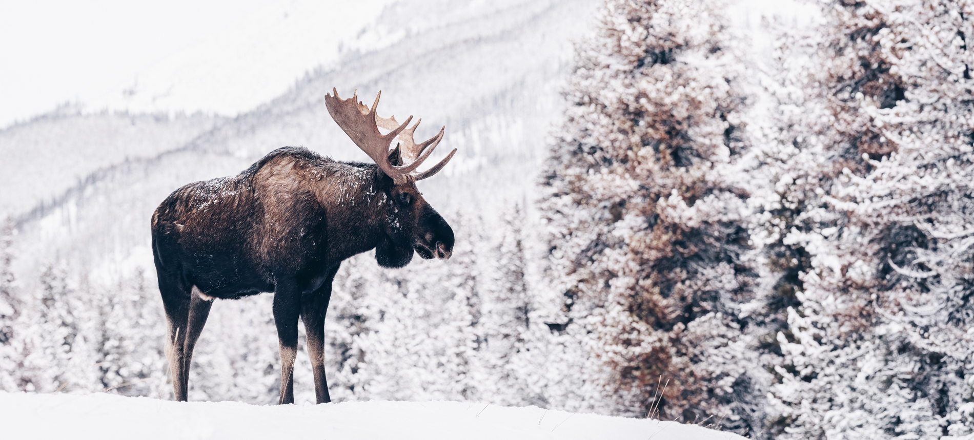Zwischen Wirklichkeit und Wunder: Die schönsten Reiseziele für Nordlichter