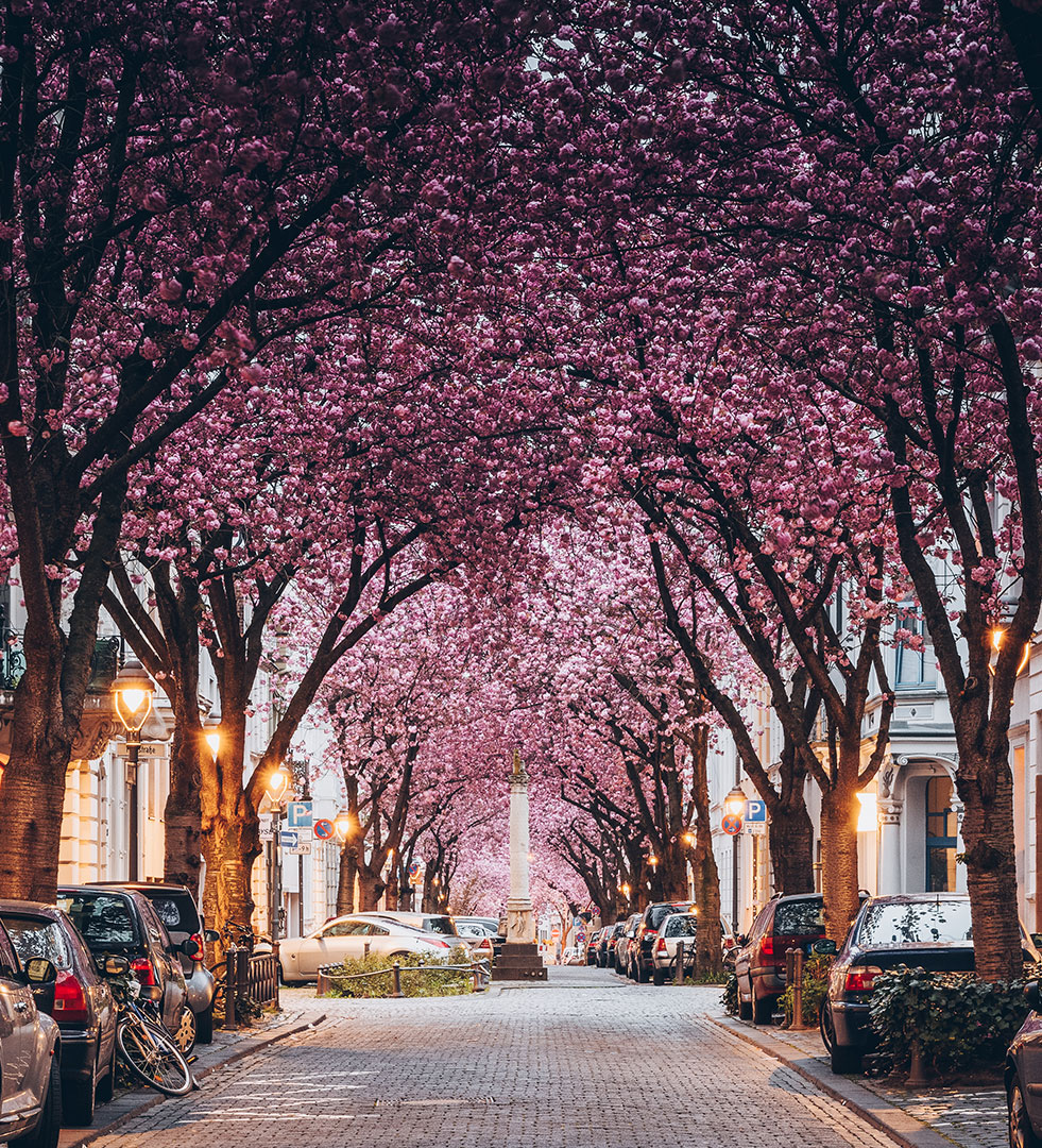 Sakura-Kirschblütenfest: Die schönsten Kirschblüten Europas