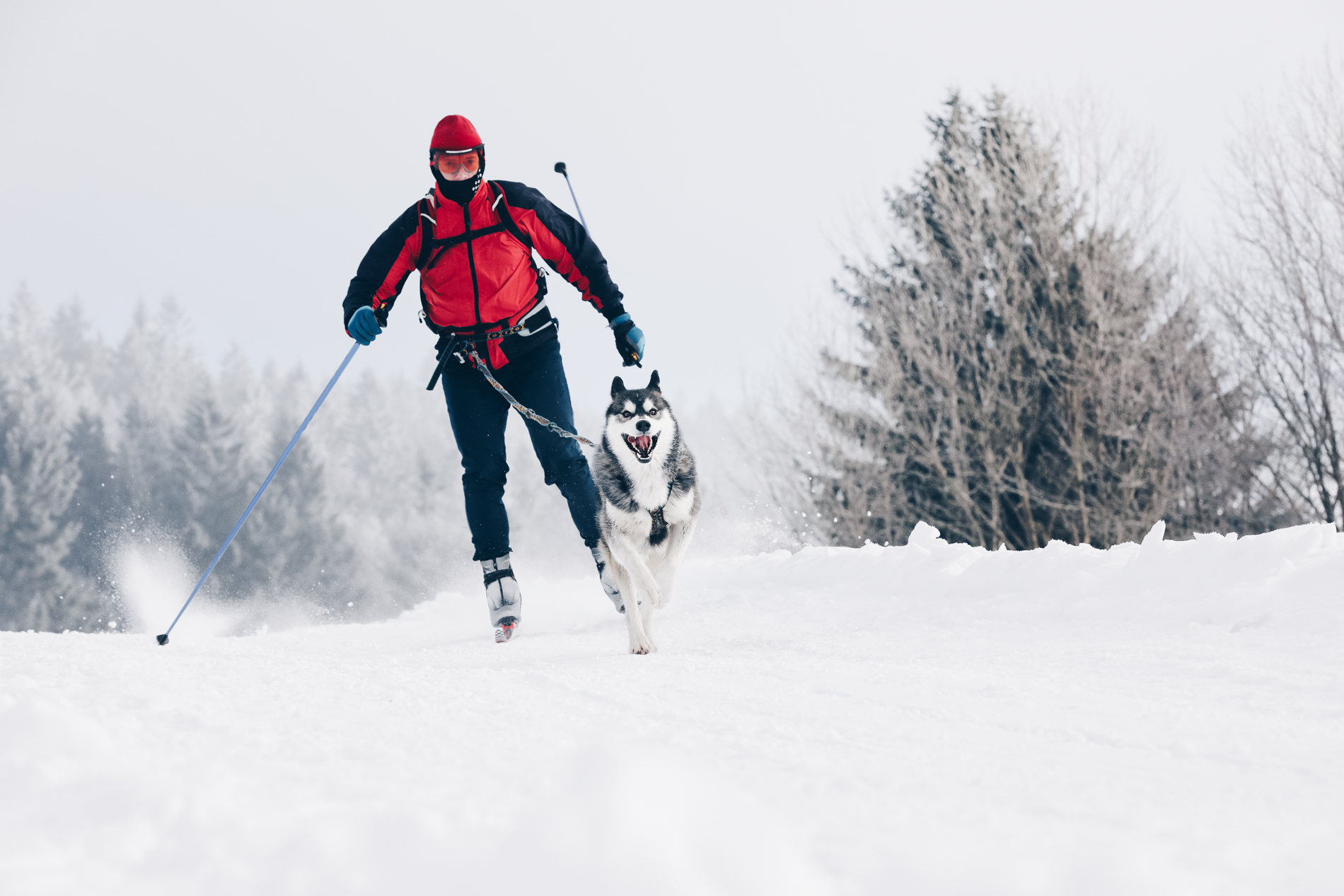 Les meilleures destinations pour le ski de fond en Europe