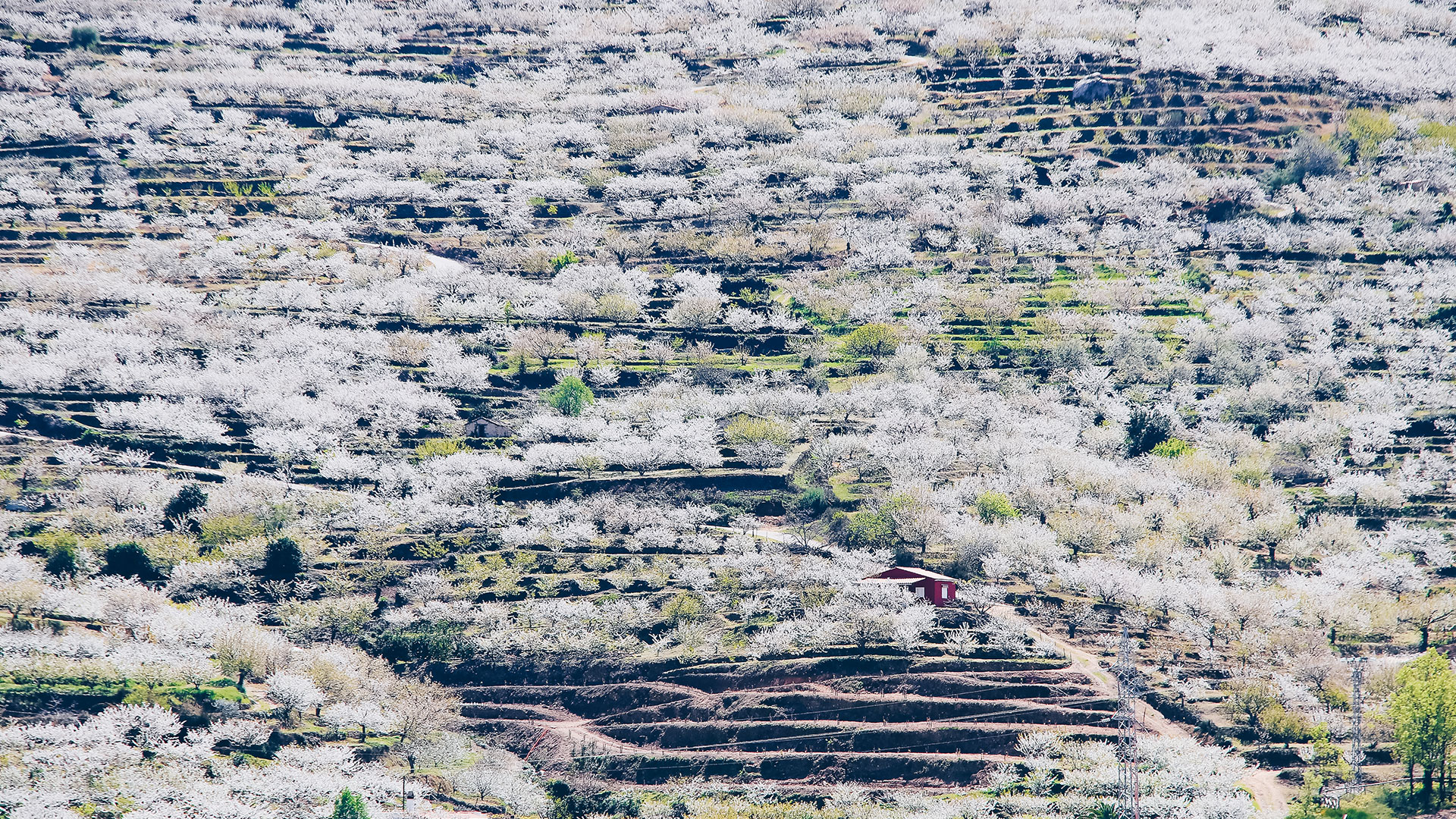 Sakura-Kirschblütenfest: Die schönsten Kirschblüten Europas