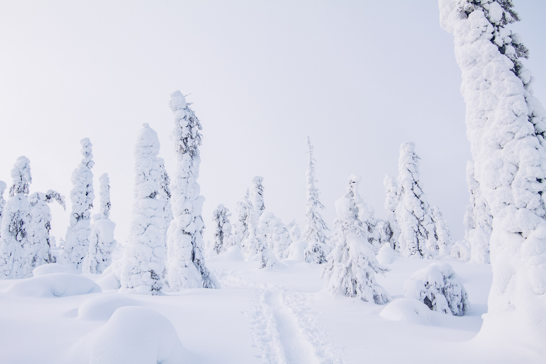 Verschneite Wege: Die besten Spots für Skilanglauf in Europa