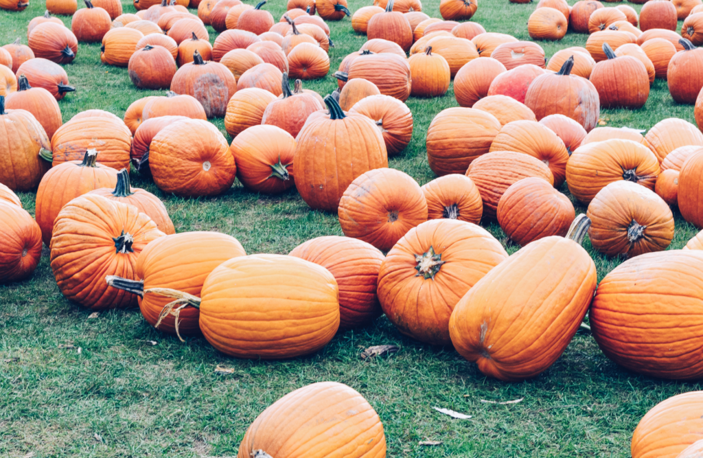 Süßes oder Saures: Halloween in New York