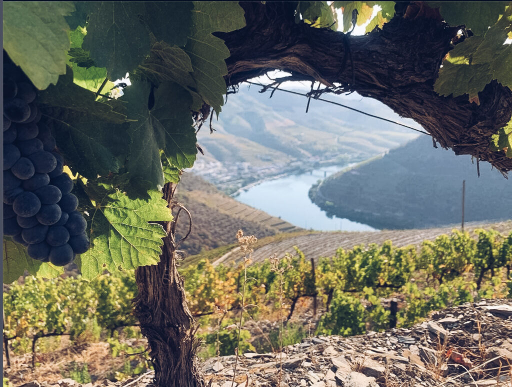Urlaub auf dem Weingut: Das portugiesische Douro Tal